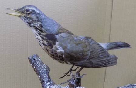 Чучело. Дрозд сибирский, певчий. Turdus philomehos C. L. Brehm.