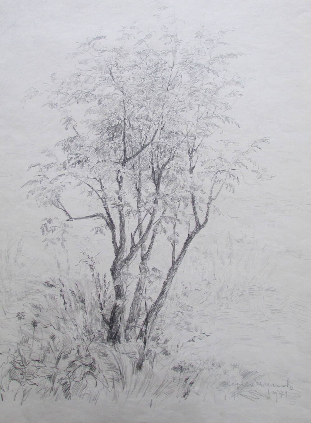 рисунок  «Одинокие деревья»