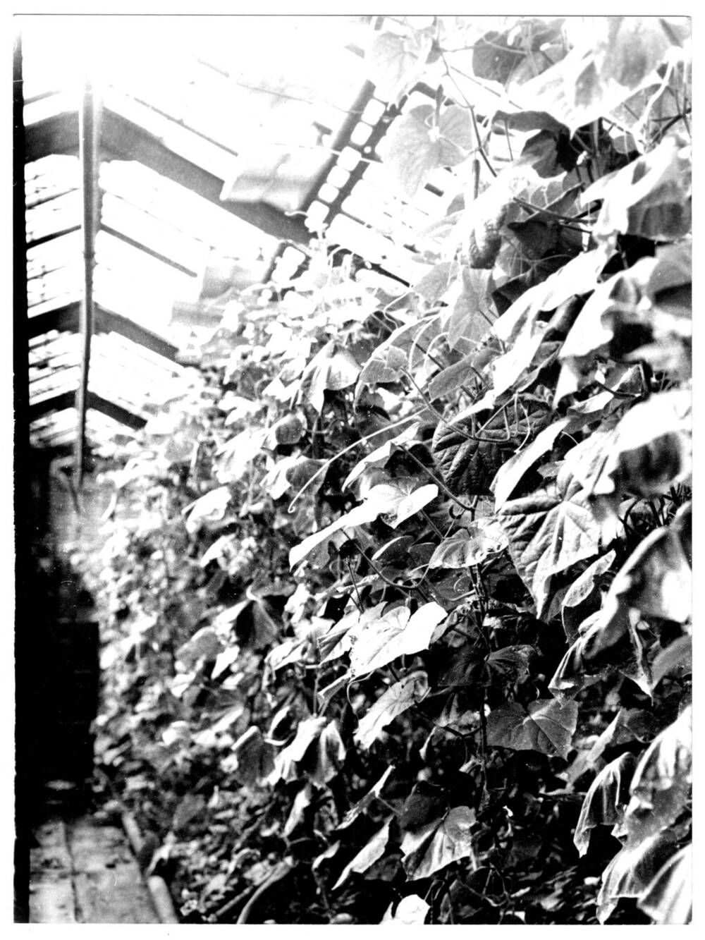 Фотография. Огурцы в теплице Суоярвской картонной фабрики