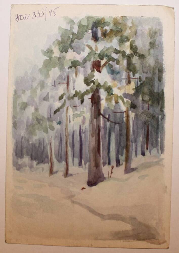 Этюд Сосновый лес зимой, автор Н.А. Лунев