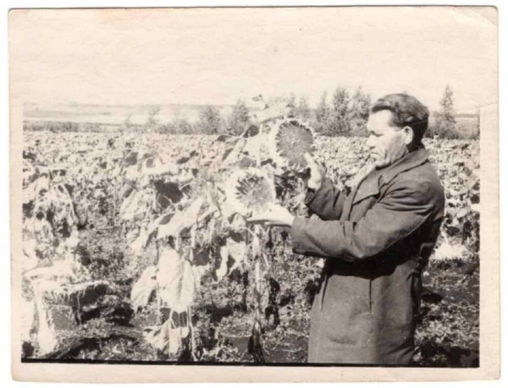 Фотография черно-белого изображения. Байков К.М. на колхозном поле