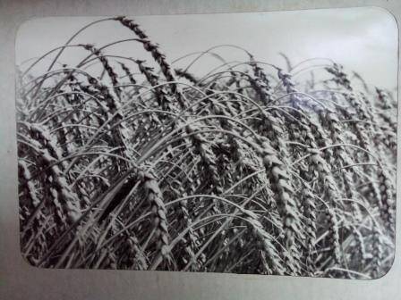 Фотография. Вид пшеничного поля с. Калиновка