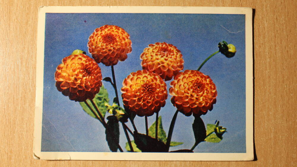 Фотография. Коллекция открыток с изображением цветов. Шариковые георгины