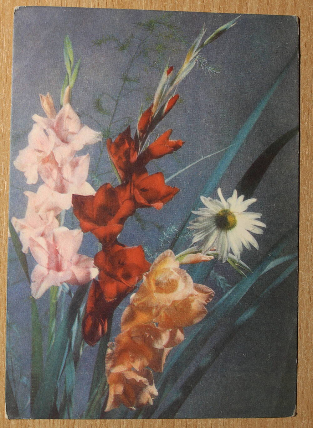 Фотография. Коллекция открыток с изображением цветов.