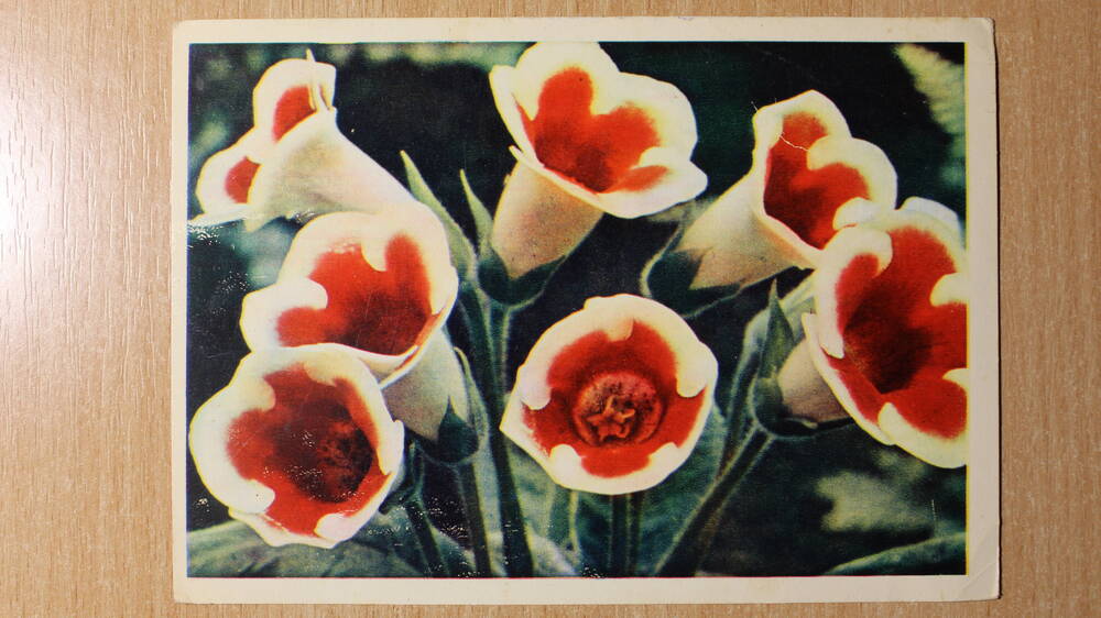 Фотография. Коллекция открыток с изображением цветов. Глоксиния