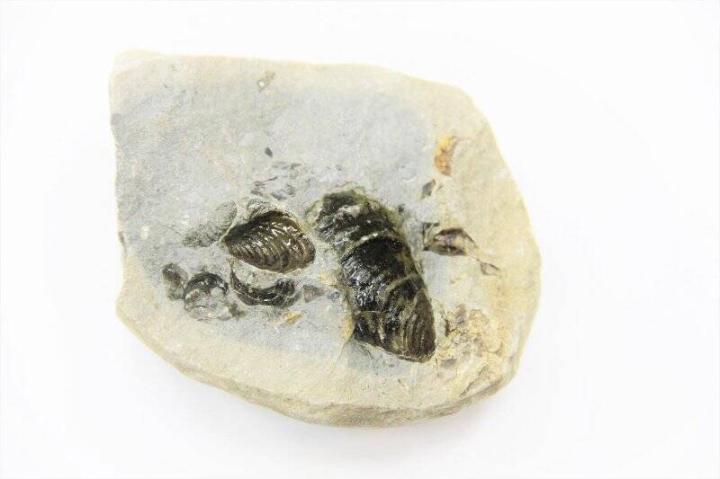 Моллюск ископаемый. Отпечатки фрагментов раковин брюхоногих моллюсков на горной породе. Patellogastropoda