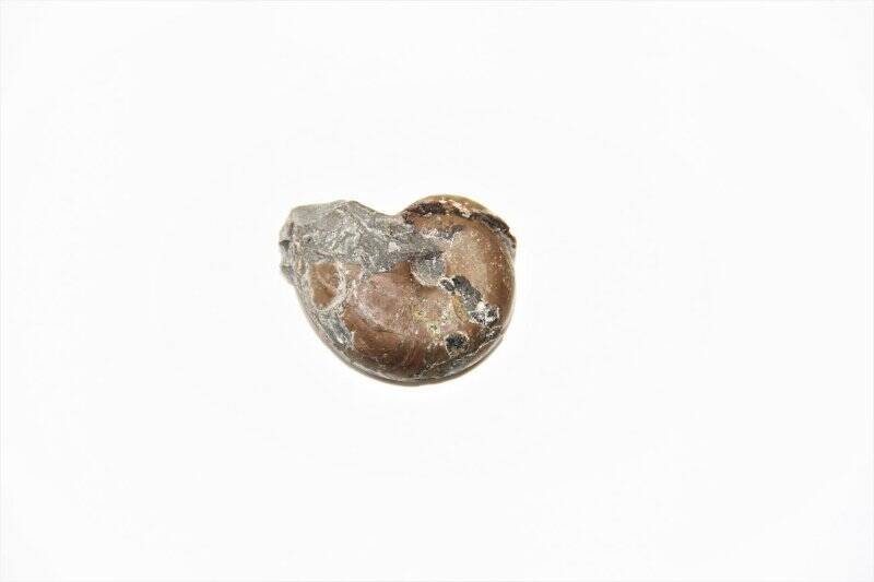 Раковина ископаемого головоногого моллюска аммоноидеи. †Pachydiscus sp.