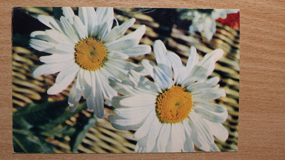Фотография. Коллекция открыток с изображением цветов. Ромашки