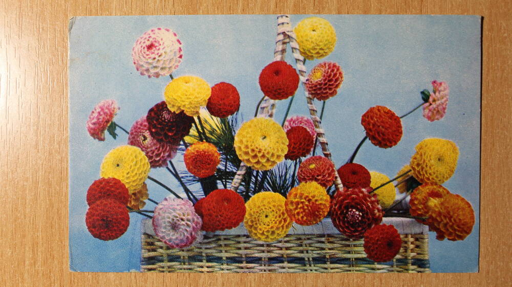 Фотография. Коллекция открыток с изображением цветов. Помпонные георгины