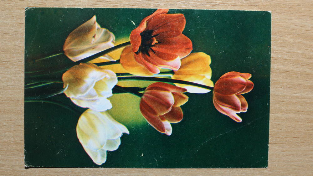 Фотография. Коллекция открыток с изображением цветов. Тюльпаны