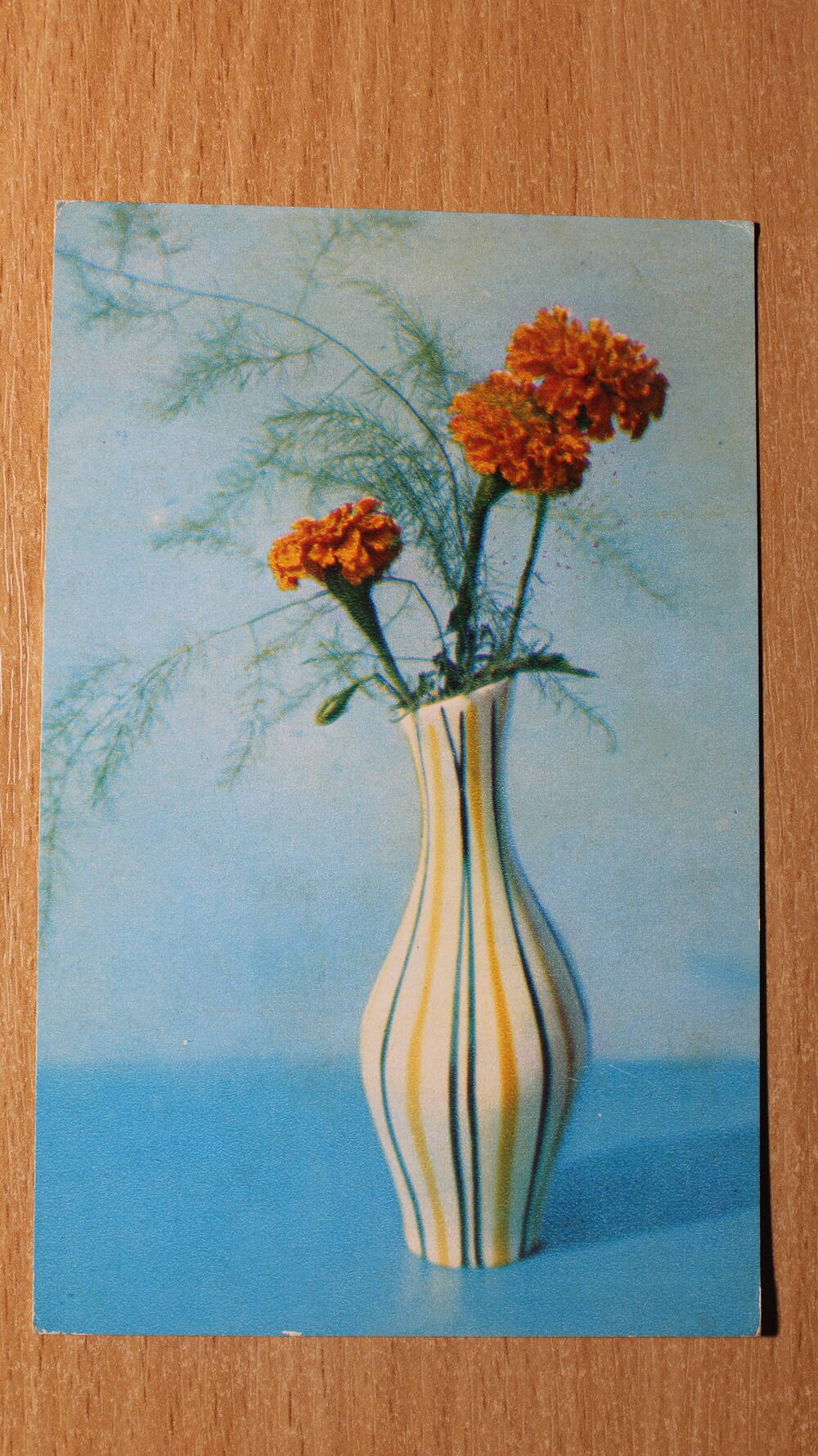 Фотография. Коллекция открыток с изображением цветов. Бархатцы