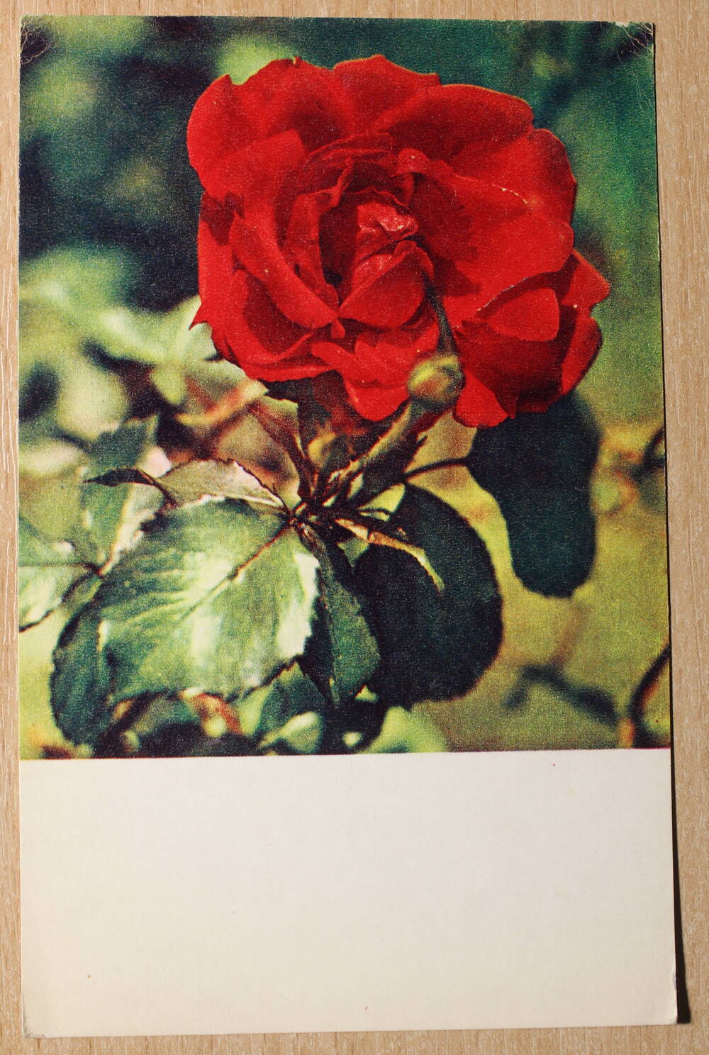 Фотография. Коллекция открыток с изображением цветов. Роза