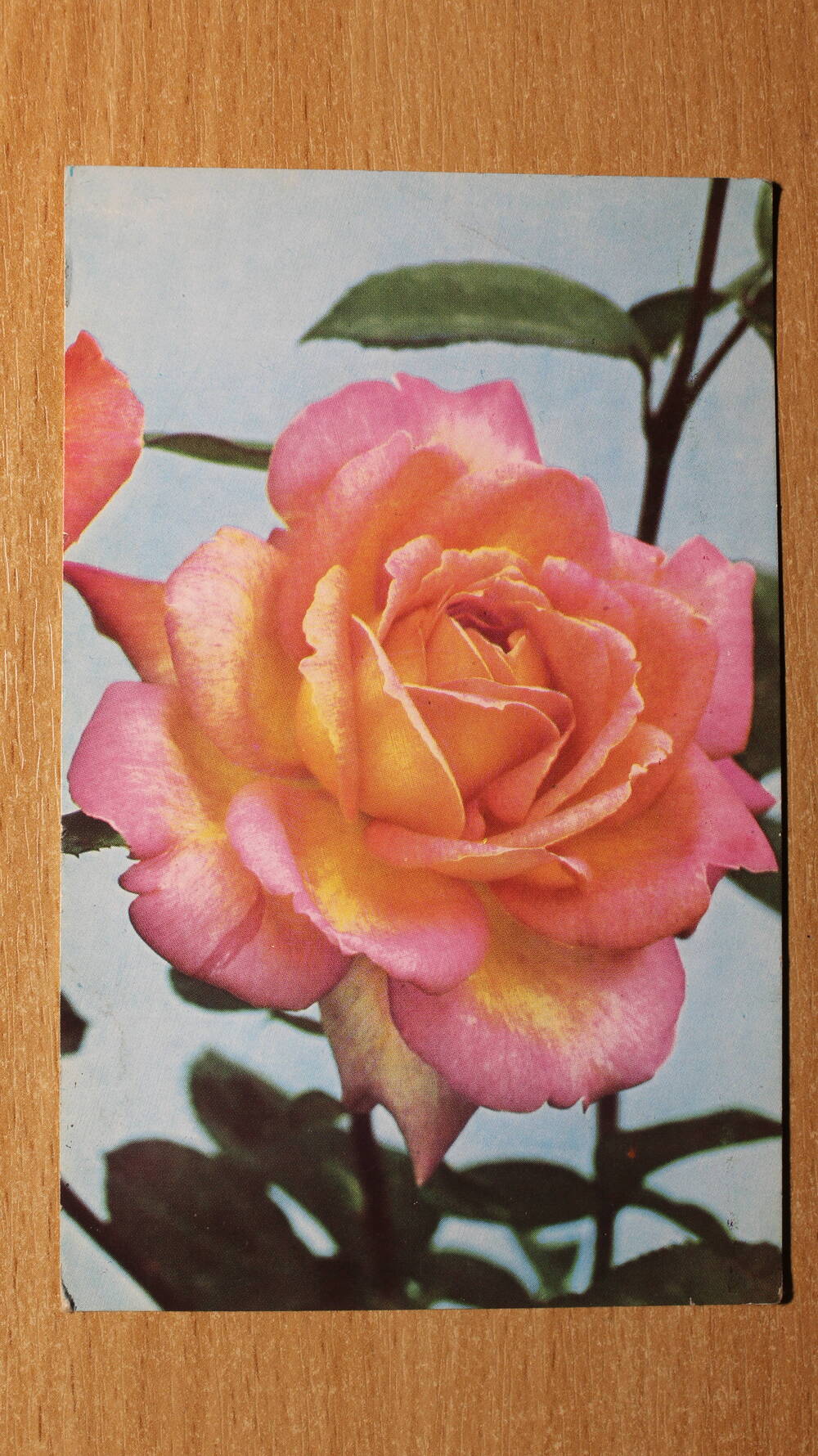 Фотография. Коллекция открыток с изображением цветов. С днем рождения!
