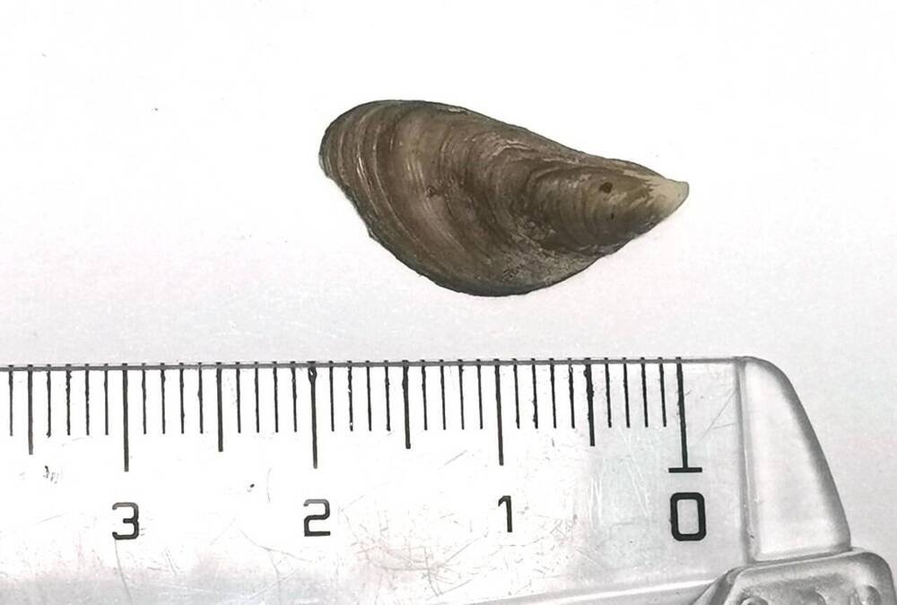 Дрейссена речная (Dreissena polymorpha). Раковина моллюска.