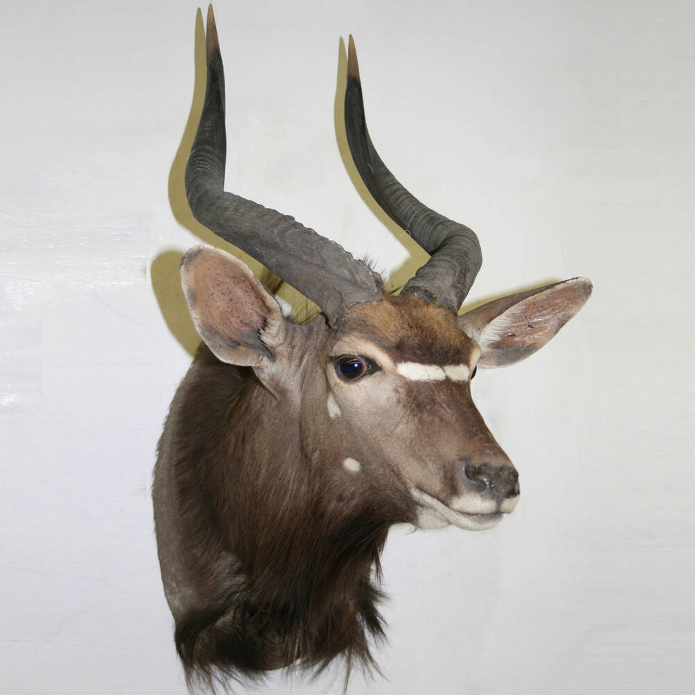 Ситатунга, антилопа наконг. Чучело (голова). Коллекция млекопитающих