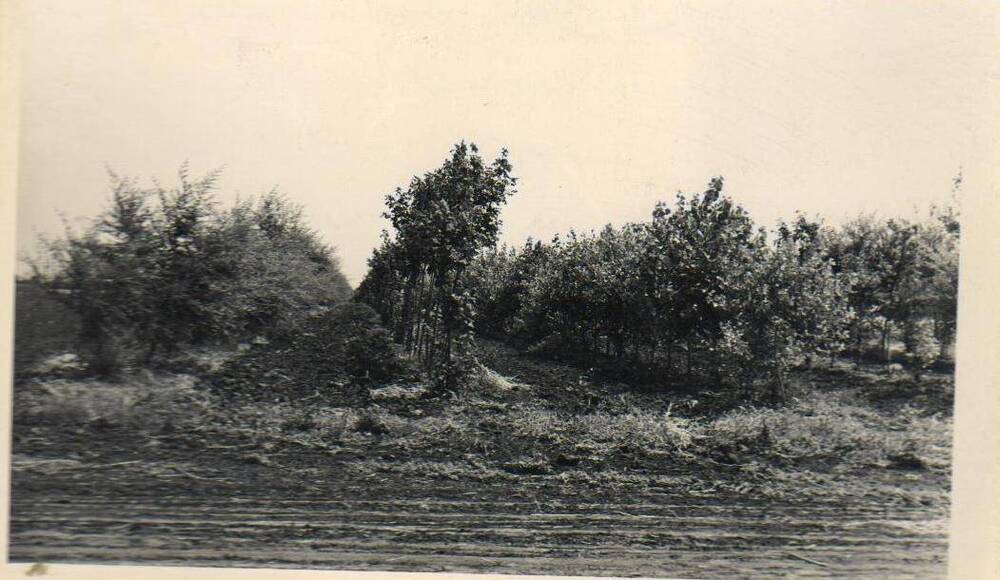 Фотография Фотолетопись работы бригады лесомелиорации 1946-1974гг.