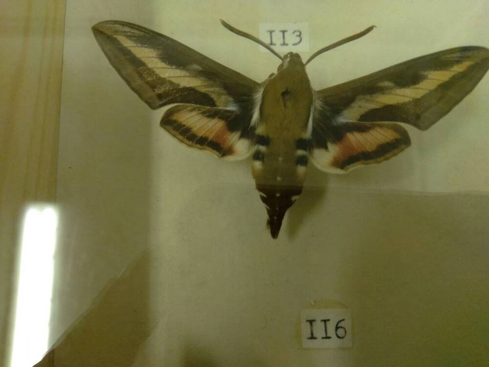 Коллекция бабочек Тульского края (Бражники - Подмаренниковый, самец 116)