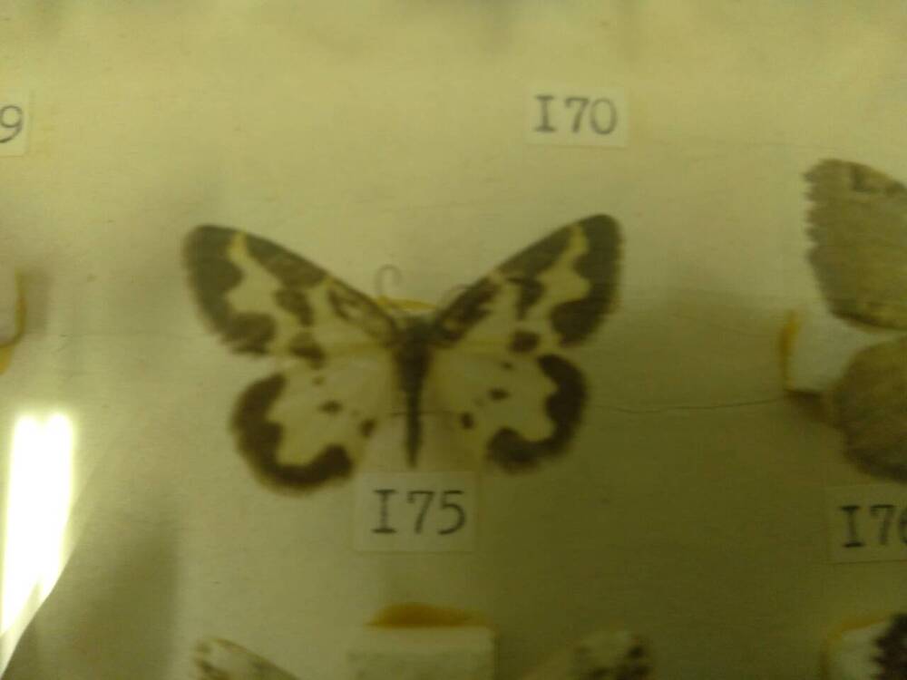 Коллекция бабочек Тульского края (Пяденицы - Маргината, самец 175)