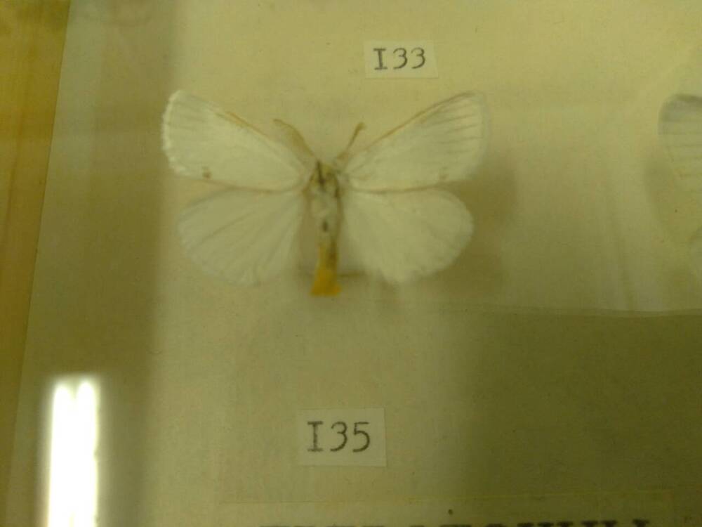 Коллекция бабочек Тульского края (Волнянки - Златогузка, самец 135)