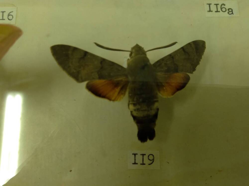 Коллекция бабочек Тульского края (Бражники - Языкан 119)
