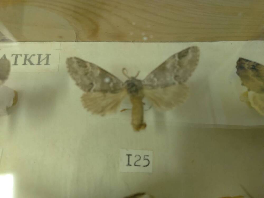 Коллекция бабочек Тульского края (Хохлатки - Дубовая 125)