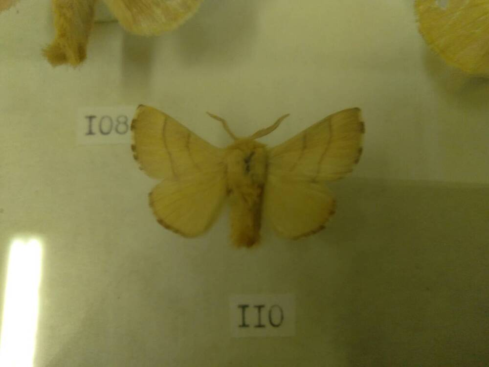 Коллекция бабочек Тульского края (Коконопряды - Кольчатый, самец 110)