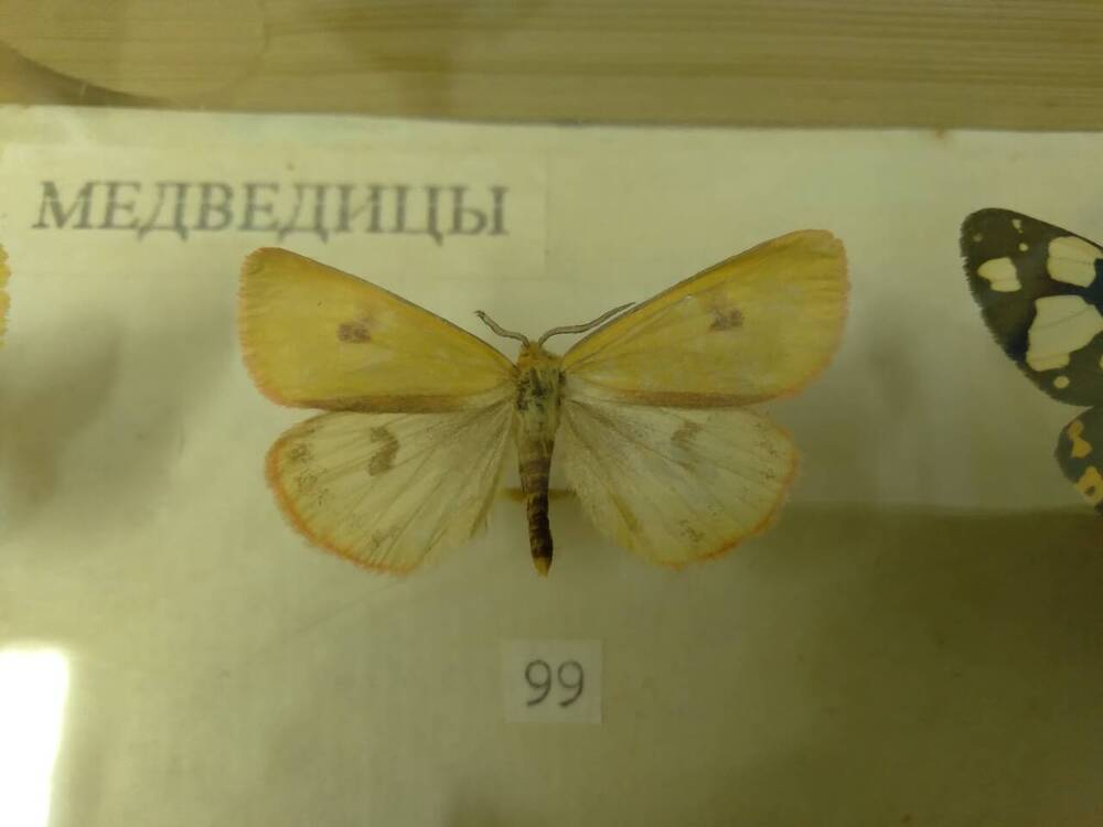 Коллекция бабочек Тульского края (Медведицы - Луговая 99)