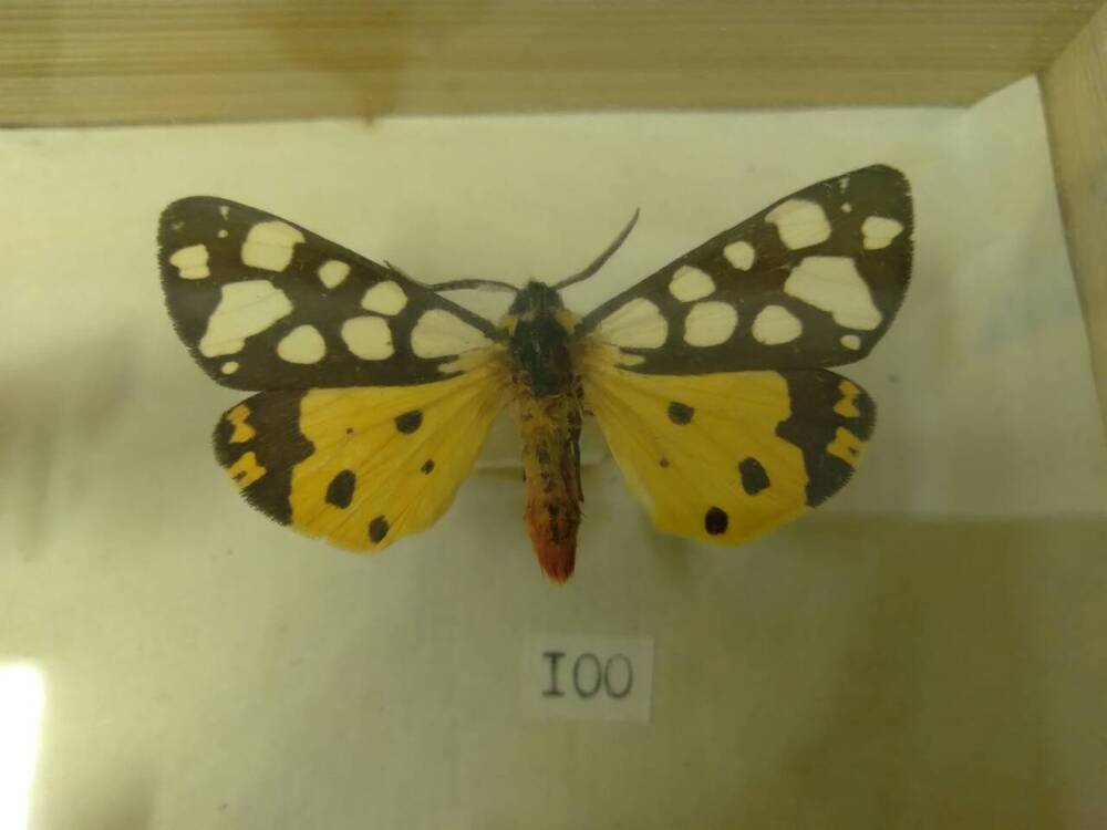 Коллекция бабочек Тульского края (Медведицы - Сельская 100)