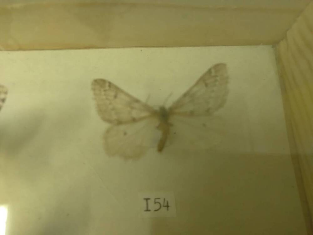 Коллекция бабочек Тульского края (Пяденицы - Пушистая, самец 154)