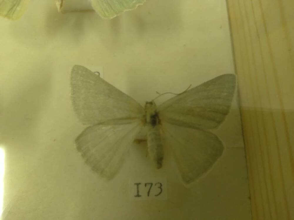 Коллекция бабочек Тульского края (Пяденицы - Ракитниковая, самка 173)