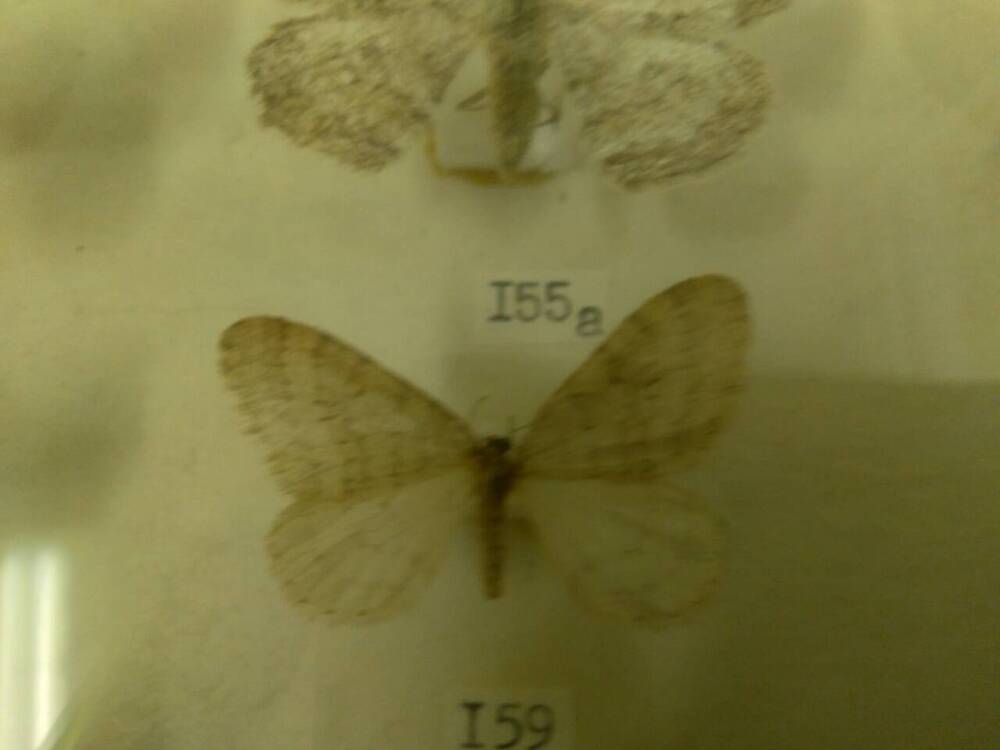 Коллекция бабочек Тульского края (Пяденицы - Зимняя, самец 159)