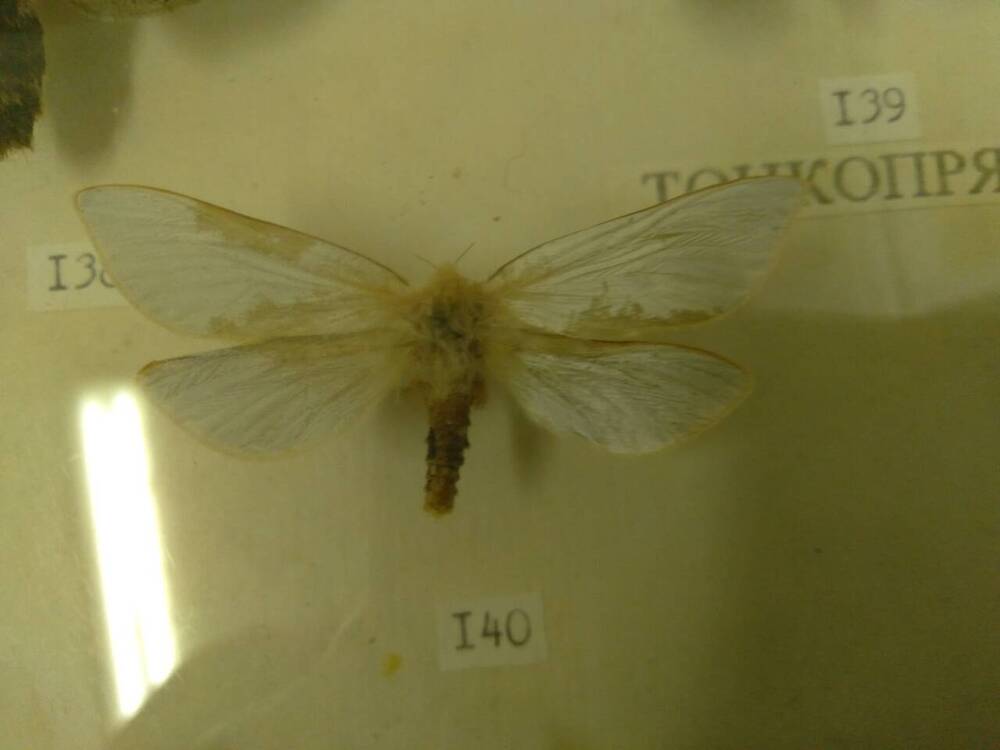 Коллекция бабочек Тульского края (Тонкопряды - Большой хмелевый, самец 140)