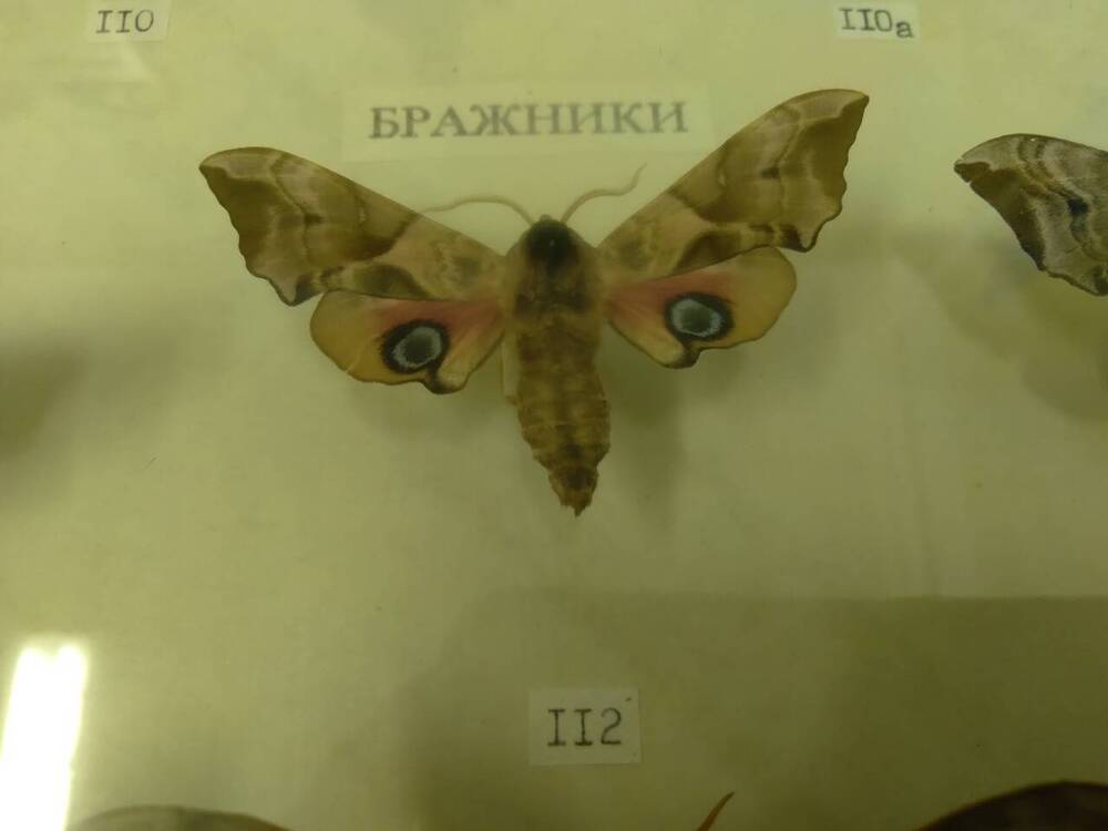 Коллекция бабочек Тульского края (Бражники - Глазчатый, самец 112)
