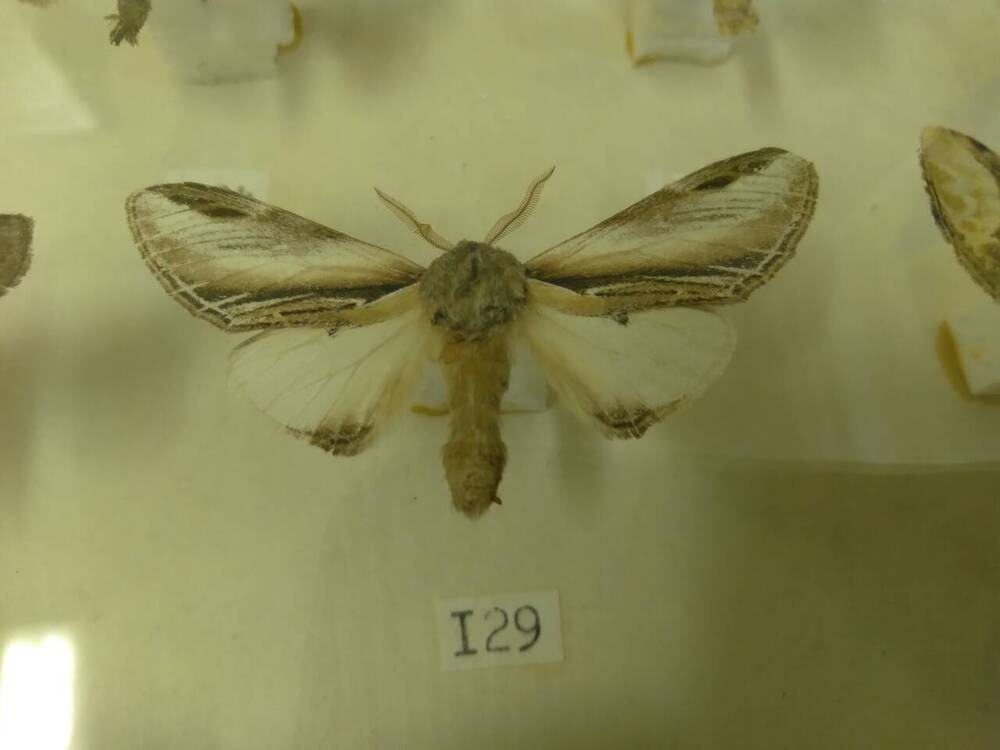 Коллекция бабочек Тульского края (Хохлатки - Осиновая 129)