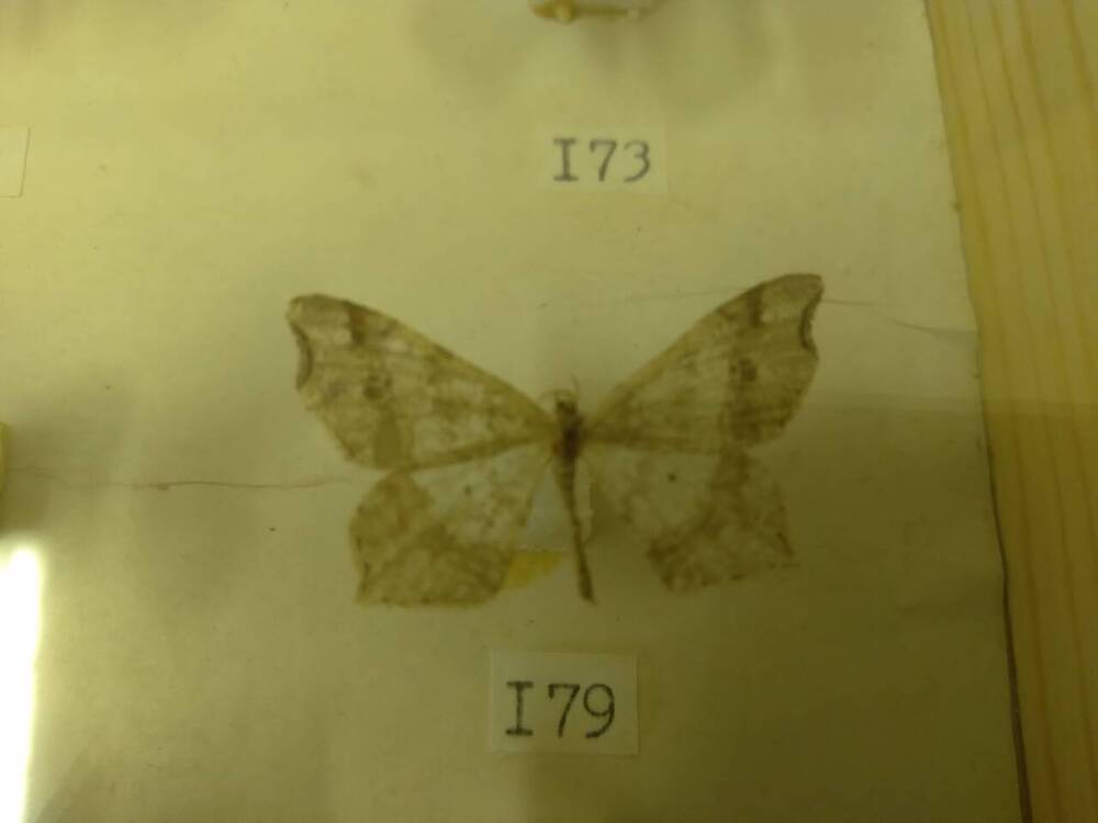 Коллекция бабочек Тульского края (Пяденицы - Альтернария, самец 179)