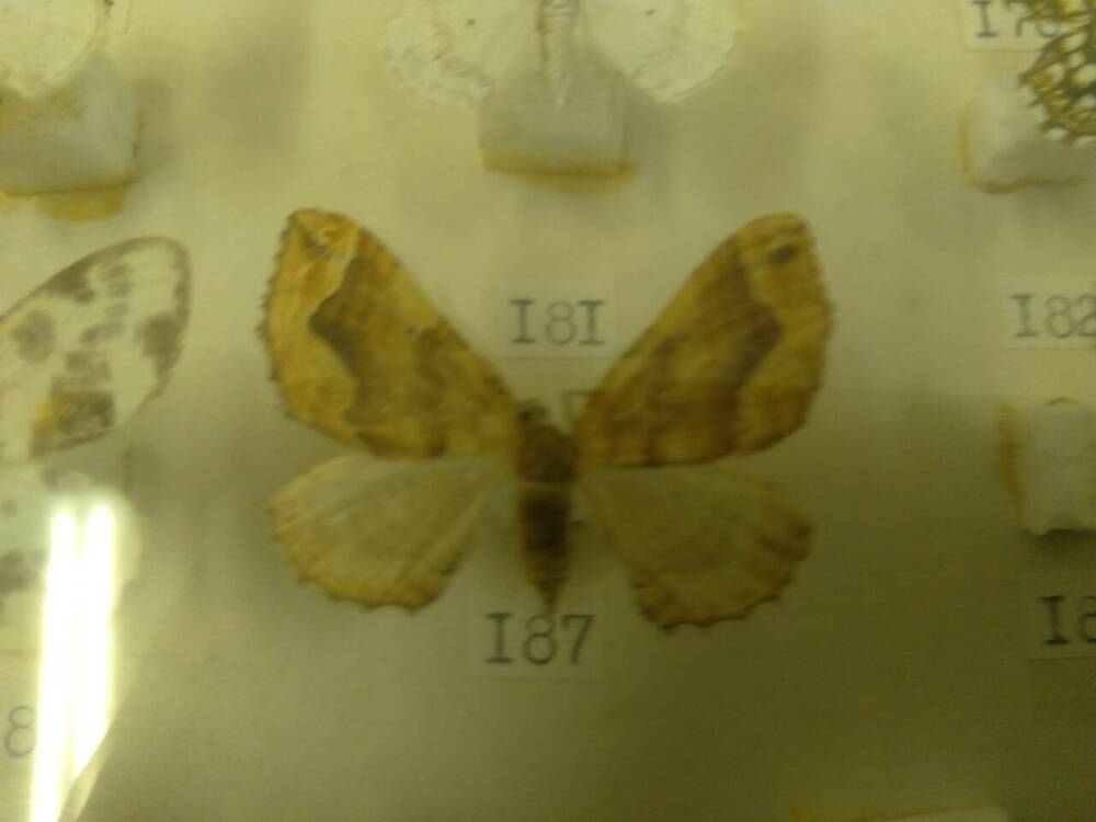 Коллекция бабочек Тульского края (Пяденицы - Лебедовая 187)