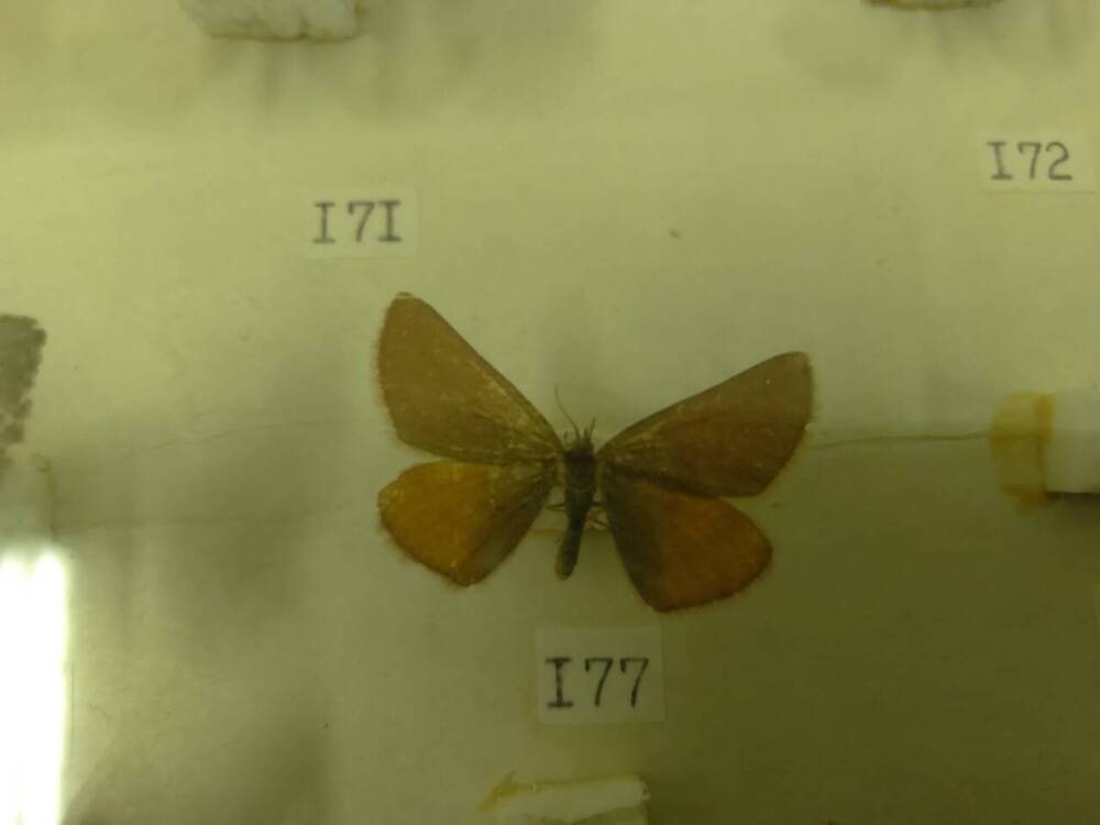 Коллекция бабочек Тульского края (Пяденицы - Пурпурная, самец 177)