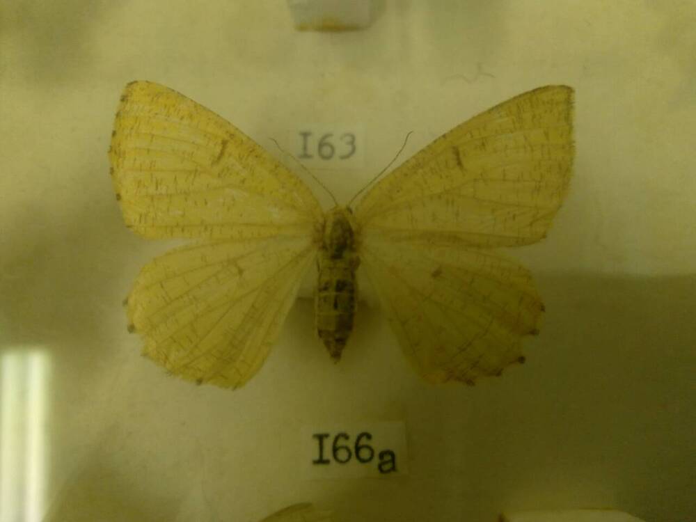 Коллекция бабочек Тульского края (Пяденицы - Пяденица сливовая, самка 166а)