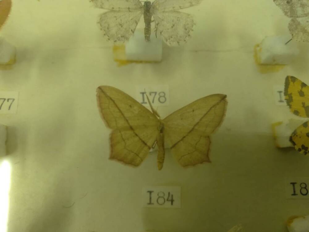 Коллекция бабочек Тульского края (Пяденицы - Щавелевая 184)