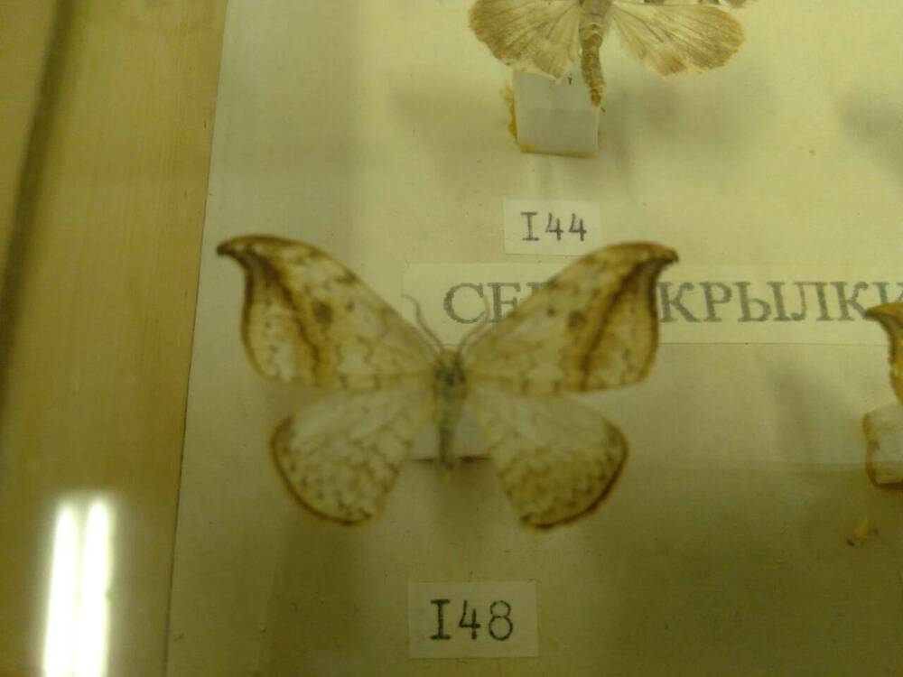 Коллекция бабочек Тульского края (Серпокрылки Березовая 148)