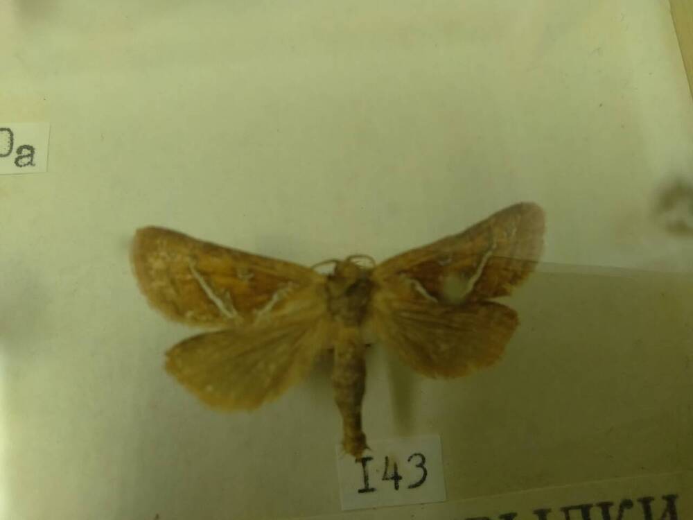 Коллекция бабочек Тульского края (Тонкопряды - Лесной 143)