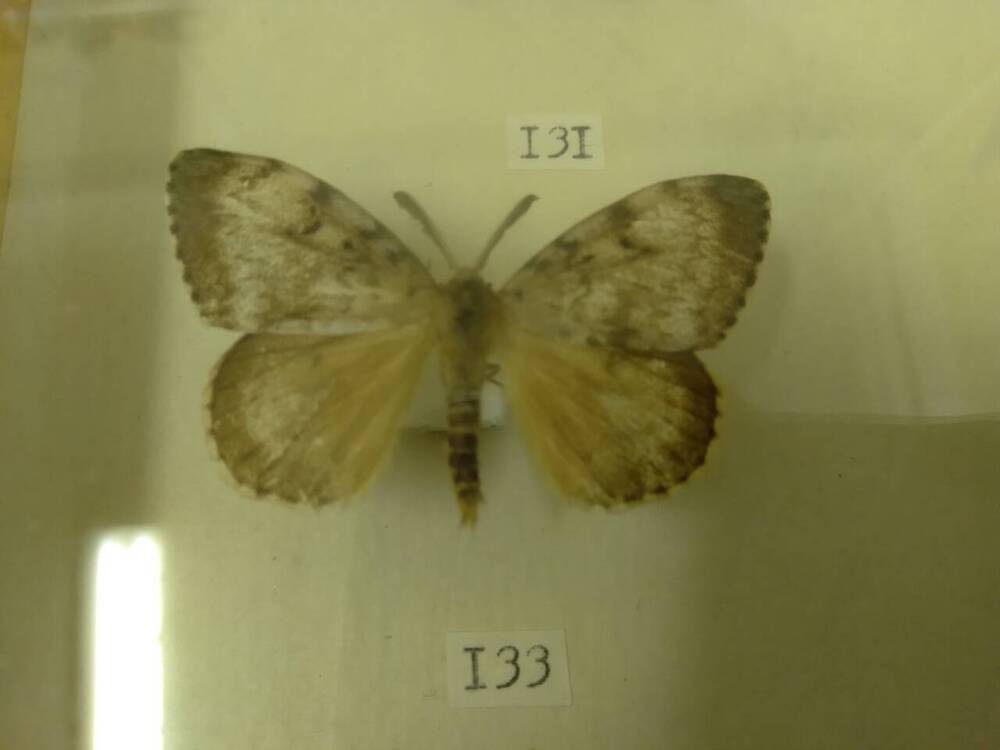 Коллекция бабочек Тульского края (Волнянки - Непарный шелкопряд, самец 133)