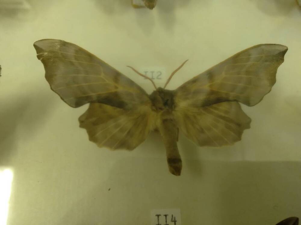 Коллекция бабочек Тульского края (Бражники - Осиновый, 114)