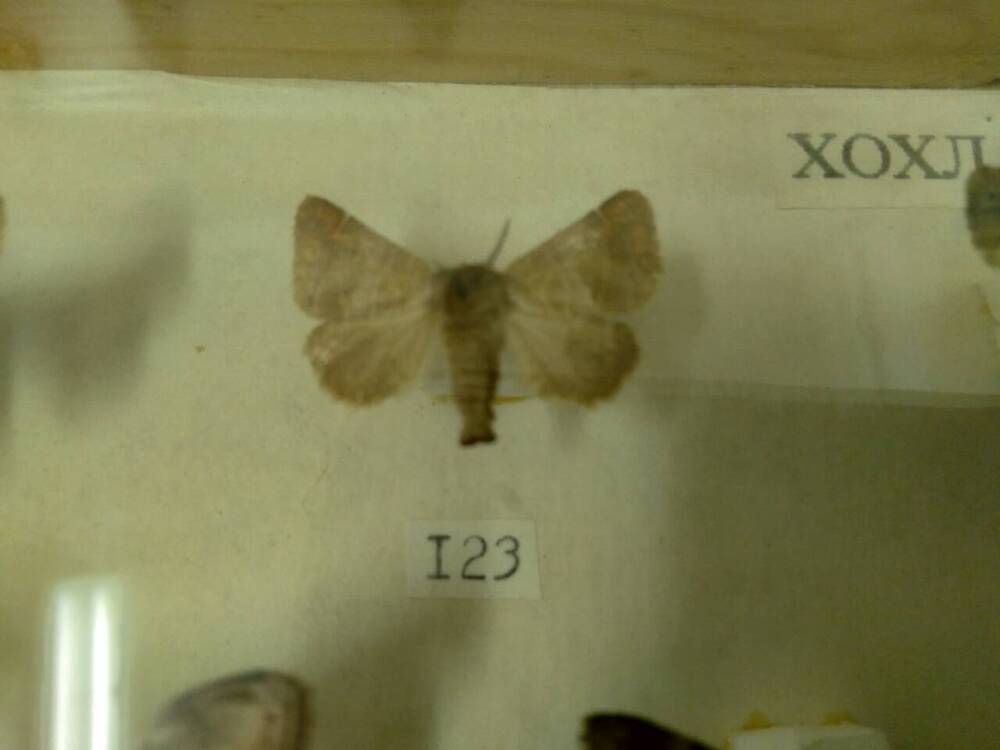 Коллекция бабочек Тульского края (Хохлатки - Пигера ивовая 123)