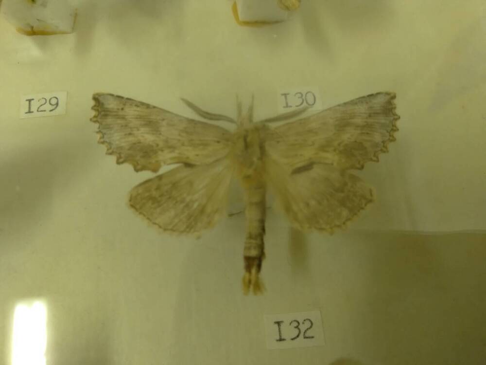 Коллекция бабочек Тульского края (Хохлатки - Рогатая 132)