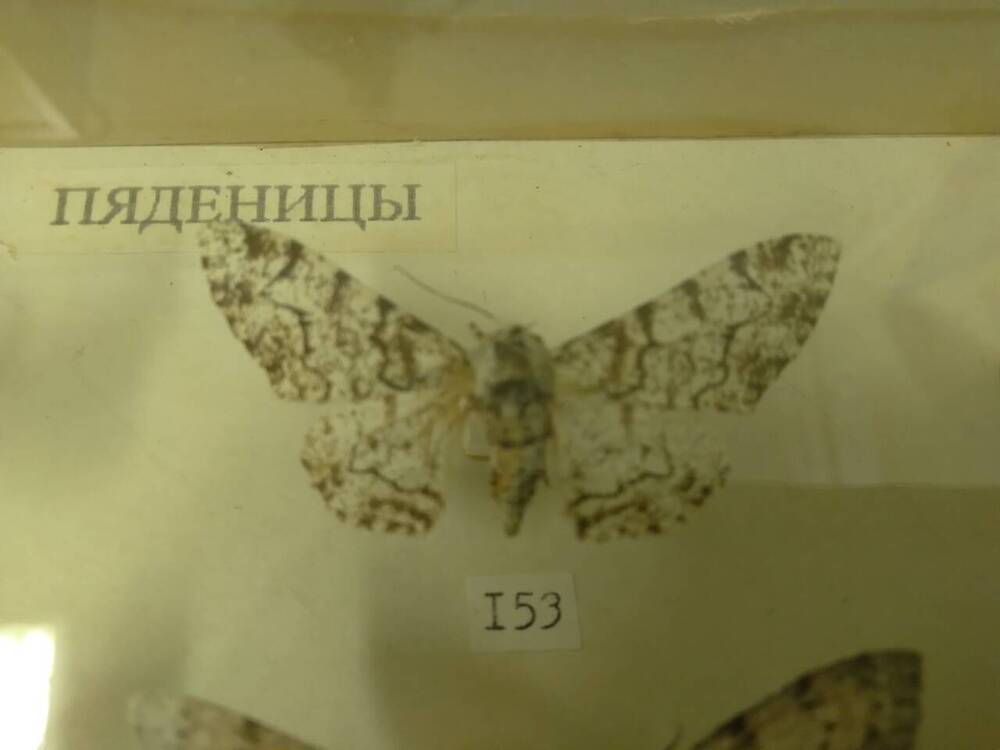 Коллекция бабочек Тульского края (Пяденицы - Березовая, самка 153)