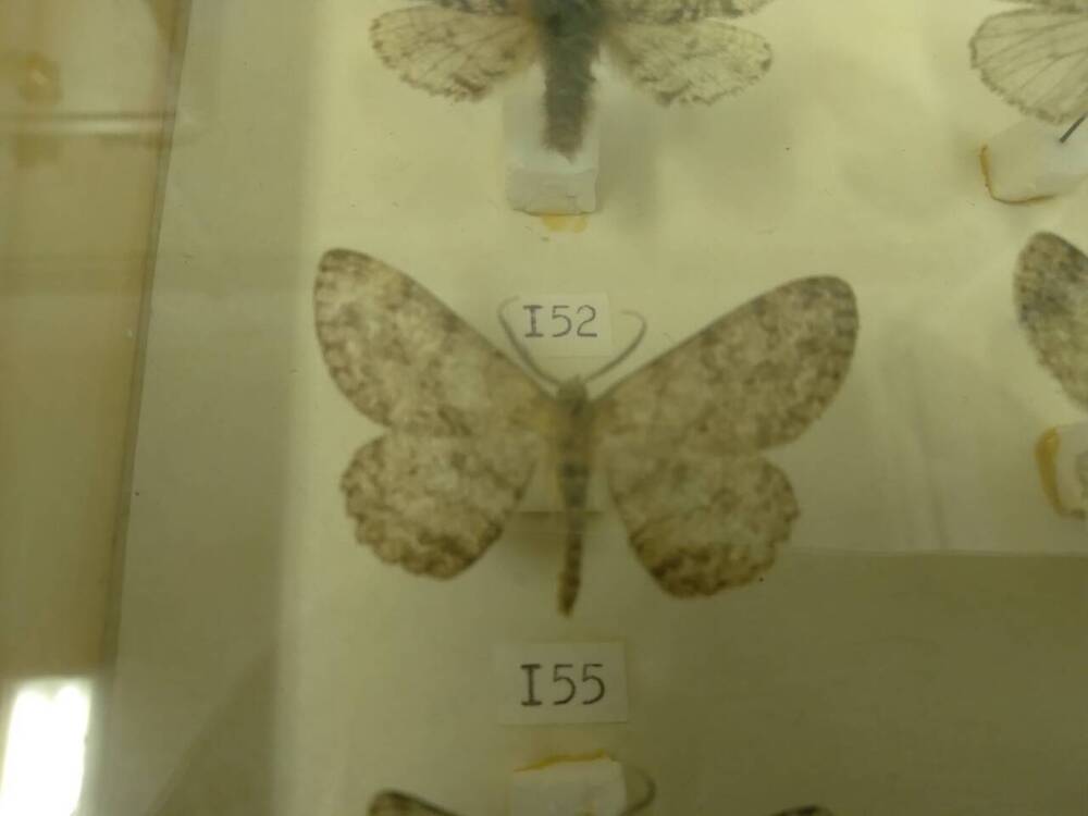Коллекция бабочек Тульского края (Пяденицы - Дымчатая бело-серая, самец 155)