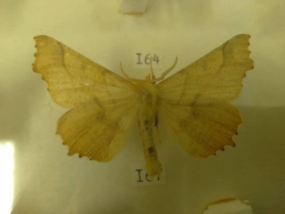 Коллекция бабочек Тульского края (Пяденицы - Осенняя, самец 167)