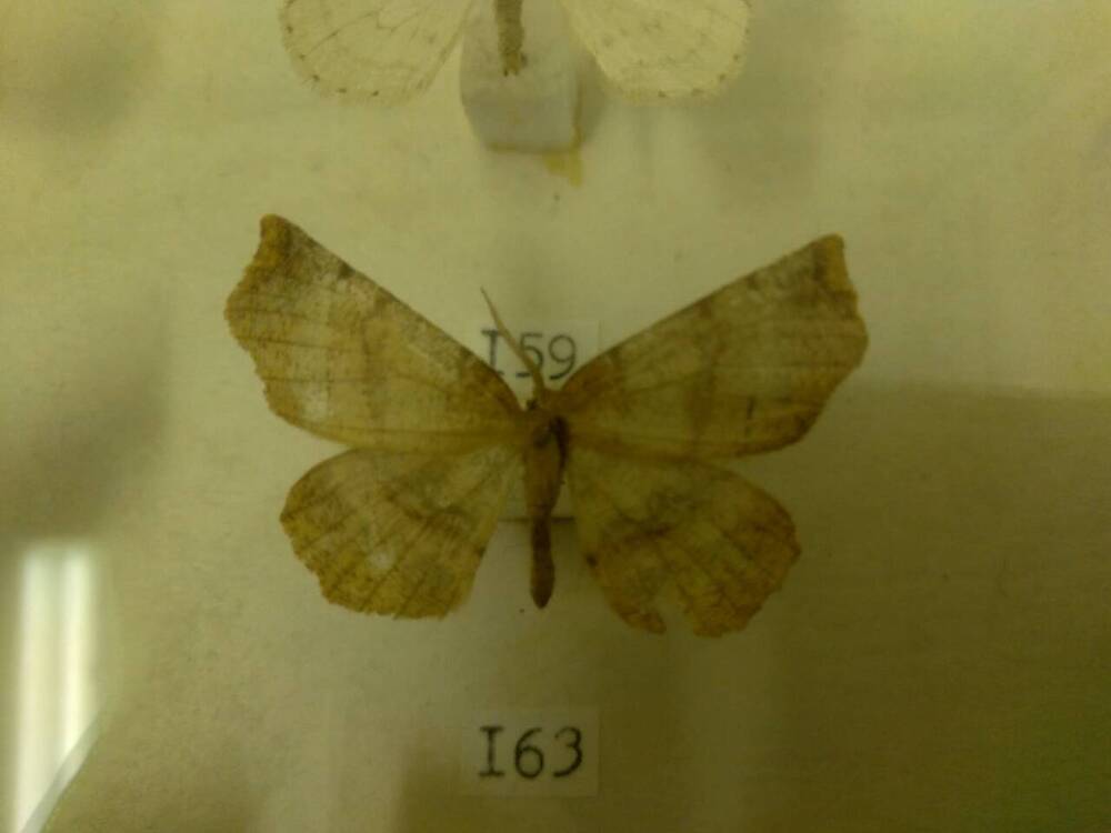 Коллекция бабочек Тульского края (Пяденицы - Пяденица двулунная, самец 163)