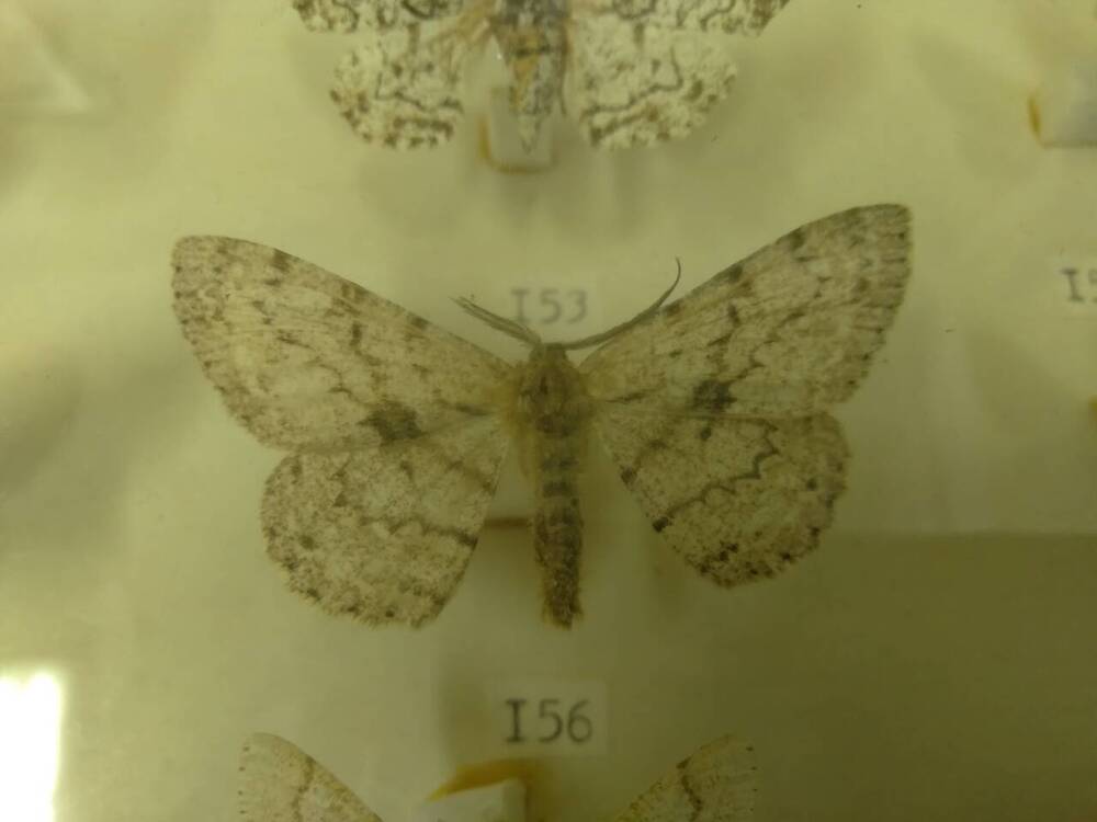 Коллекция бабочек Тульского края (Пяденицы - Роборатия, самец 156)